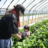 日本一の産地、摘みたて堪能　真岡でいちごフェスタ　家族連れでにぎわう