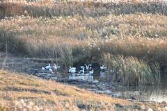 さらに３年継続 支援金も倍増