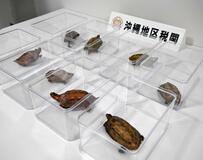 絶滅危惧種のカメ捕獲疑い、沖縄