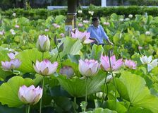 【夕刊】朝日浴び輝く大輪