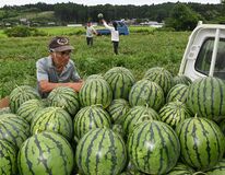 大田原で「与一西瓜」収穫期