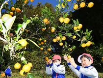 国見のミカンが収穫期　那須烏山