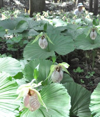 見頃を迎えた五丈の滝前植物園のクマガイソウの花