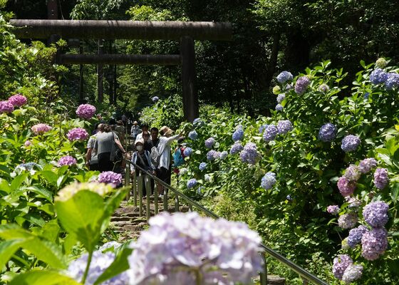 見頃を迎えているアジサイ