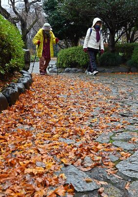 公園内の落ち葉も冷たい雨でぬれる中、散歩する人たち＝６日午前７時35分、宇都宮市睦町