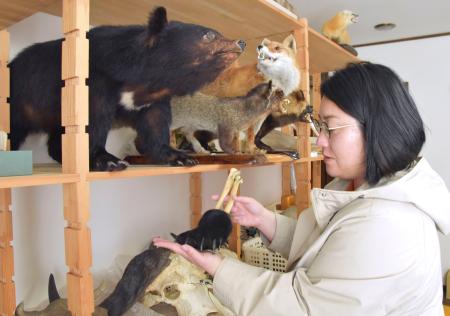 　「手でみる博物館」の剥製について説明する川又若菜さん＝５月、盛岡市