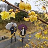 雨に打たれてつややかに　鹿沼でロウバイ見頃　「一足早く春感じた」と来園者