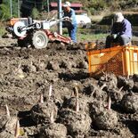 鹿沼でコンニャク芋の収穫大詰め　粘り強く風味豊かな在来種