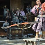 ５年ぶりに鷹匠がショー開催　境内飛ぶタカに感嘆の声　足利の法玄寺