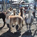 定額制で「アルパカ飼えます」　りんどう湖ファミリー牧場が新サービス