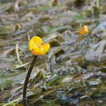ナガレコウホネ、水面かれんに彩る　佐野の菊沢川で９月いっぱいまで見頃
