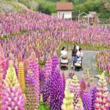 色とりどり、甘い香り　鹿沼でルピナス見頃