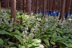 ナツエビネ、塩谷で群生地を公開