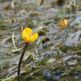 ナガレコウホネ、水面かれんに彩る　佐野の菊沢川で９月いっぱいまで見頃