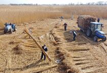 渡良瀬遊水地でヨシ刈り最盛期　栃木
