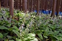 ナツエビネ、塩谷で群生地を公開