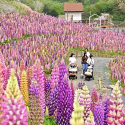 色とりどり、甘い香り　鹿沼でルピナス見頃