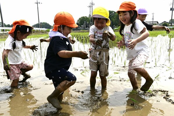 歓声を上げながら田植えに挑戦する園児たち