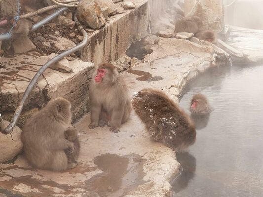 後楽館の露天風呂に入浴する猿（右奥）＝１月19日午後２時40分ごろ、長野県山ノ内町