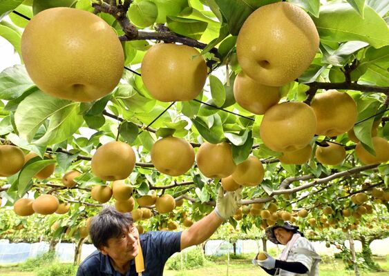 たわわに実り、収穫期を迎えた豊水＝28日午前11時30分、芳賀町東水沼