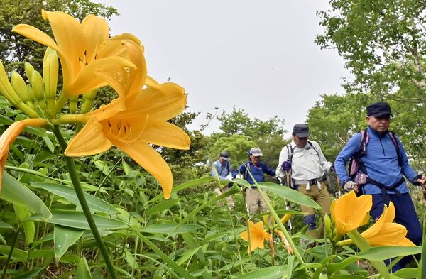 霧がかかる中、鮮やかに咲くニッコウキスゲ＝29日午前10時30分、日光市所野