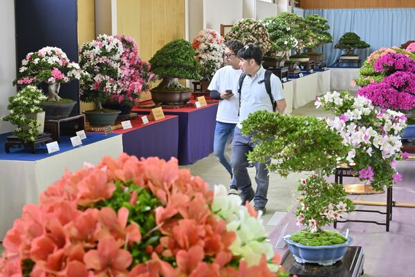 丹精したサツキの鉢が並ぶ展示会場＝23日午前11時50分、鹿沼市茂呂