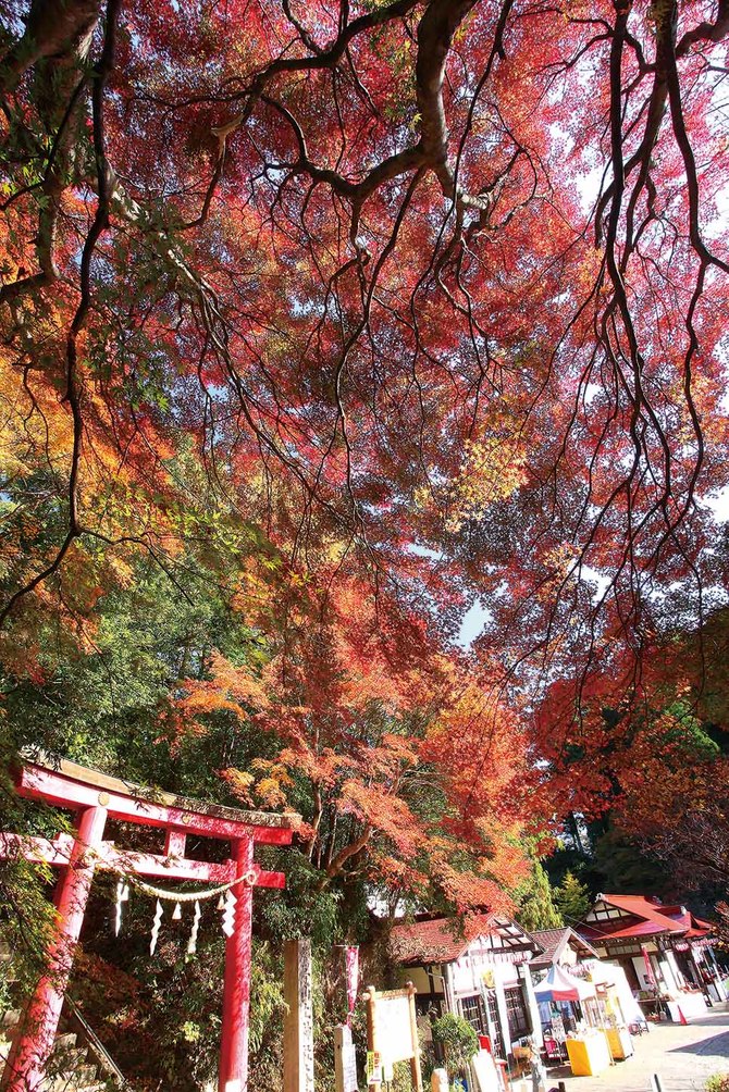 【例年の見ごろ】10月中旬~11月中旬