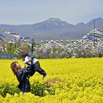 こいのぼり500匹、悠々と　那須で見頃の菜の花と共演