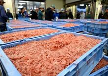 静岡で春のサクラエビ初競り