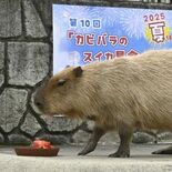 暑さに負けず…カピバラがスイカを早食い　那須どうぶつ王国　全国５動物園…