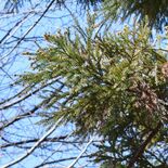 県内の花粉量、平年より多く　昨年より減、２月上旬から飛散か　気象会社2…
