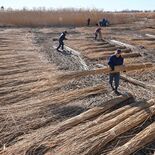 渡良瀬遊水地のヨシ、出来よし！　恒例のヨシ刈りピーク