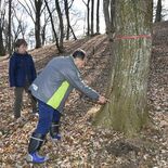 町の名木に危機　宇都宮大の演習林内で「ナラ枯れ」　周辺にはカタクリ群生…