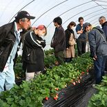 栃木県産とちあいかのブランド力強化へ、真岡のほ場で勉強会　県の食味向上…