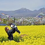 こいのぼり500匹、悠々と　那須で見頃の菜の花と共演