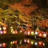夜の水面に映る紅葉や和傘の光　小山・間々田八幡宮でライトアップ