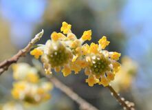 入山１万人回復に期待　茂木のミツマタ群生地　３月中旬に見頃か