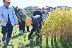 待望の収穫 稲刈り体験
