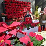 聖なる花が冬に彩り　とちぎ花センターでポインセチア展　会場は教会イメージした配置「目が覚めるほどきれい」