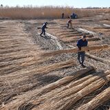 渡良瀬遊水地のヨシ、出来よし！　恒例のヨシ刈りピーク