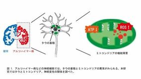 認知症の原因タンパク質によるミトコンドリアの変化を解明： 神経細胞死を引き起こす負のループを断つには
