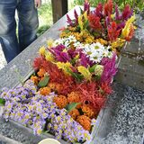 「ボリュームがすごい」手水舎に彩り　真岡・上三川・芳賀の５神社　華道池坊会員が生け込み