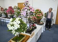 ピンクや白色 サツキ85点並ぶ