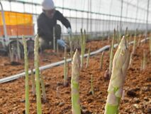 アスパラガスの「春芽」出荷始まる　宇都宮