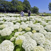 白く、大きく、一面に　下野・蔓巻公園でアナベル見頃