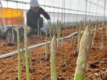 アスパラガスの「春芽」出荷始まる　宇都宮