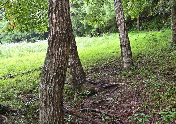 シカの死骸のあった草久の山林。ふもとには民家が点在する