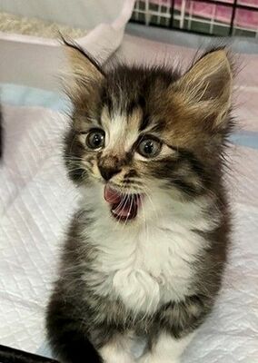 宮わんにゃんパークで保護されていたネコ（市提供）