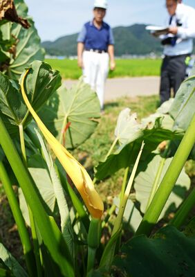 ２年連続で咲いたサトイモの花