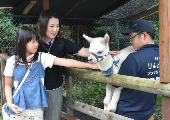 アルパカの赤ちゃんをなでる来場者＝19日午前、那須町高久丙